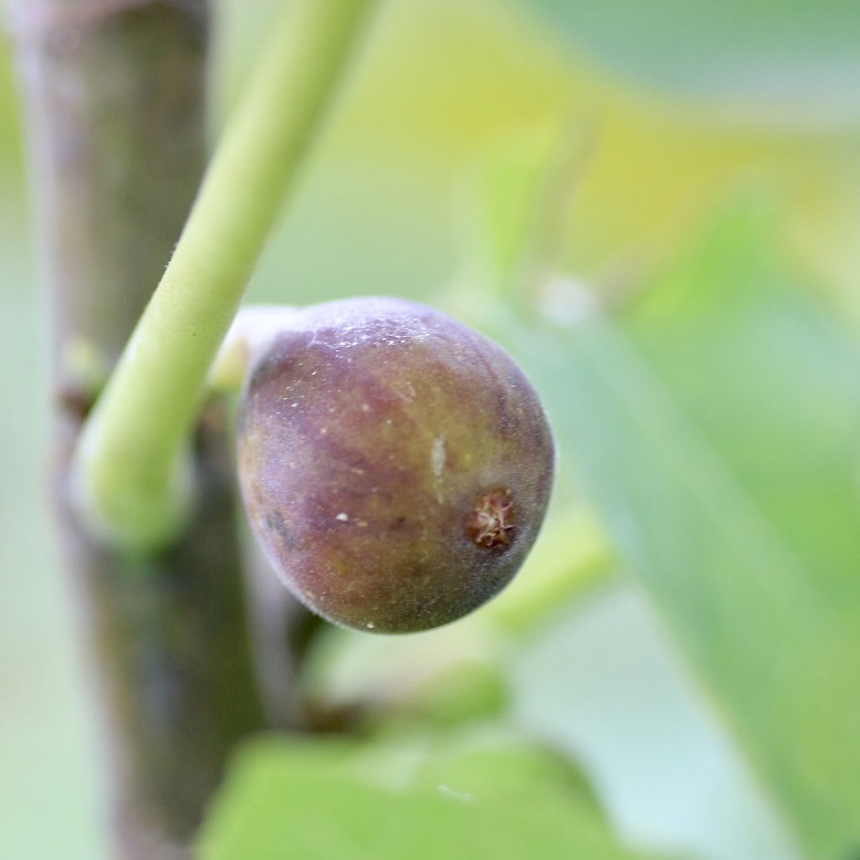 いちじく セレスト シュガー 剪定枝 挿し木 観葉植物